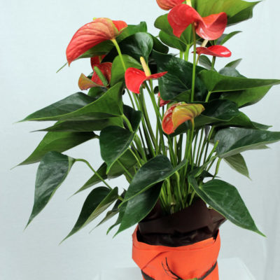 pianta anthurium arancio