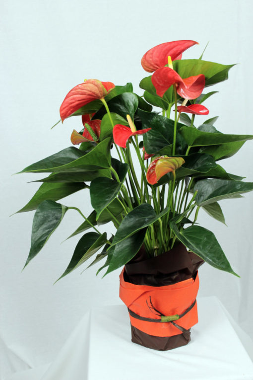 pianta anthurium arancio