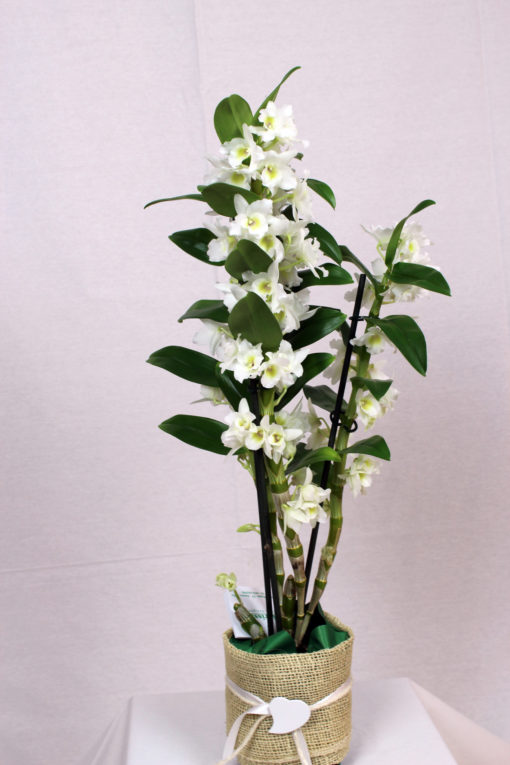 orchidea dendrobium