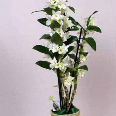orchidea dendrobium